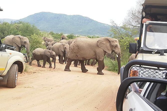 2 Days Pilanesberg Safari 4 star lodge - What Travelers Say: Insights from Reviews