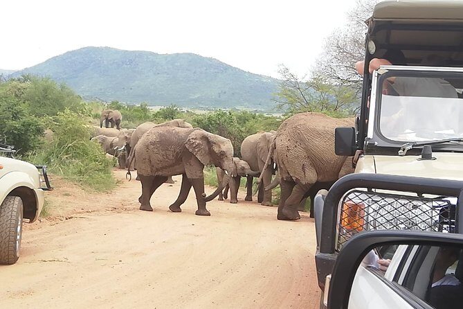 2 Days Pilanesberg Safari 4 star lodge - Who Will Love This Tour?