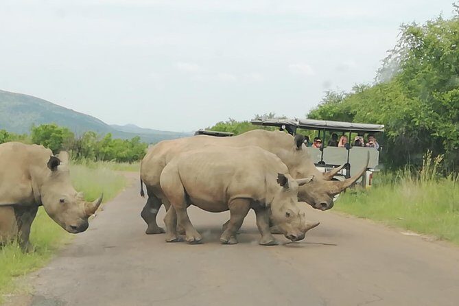 2 Days Pilanesberg Safari 4 star lodge - FAQ: Practical Questions Answered