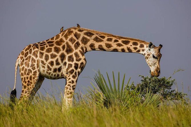 2 Days Popular Safari to Lake Mburo National Park - The Sum Up: Who Should Consider This Tour?