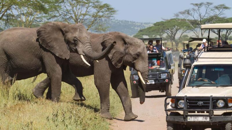 2-Days Private Budget Safari from and to Zanzibar - An In-Depth Look at the Safari Itinerary