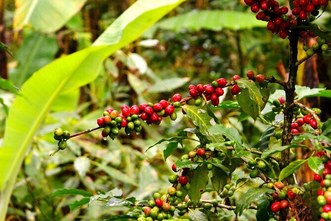 2 Days Private Food Tour in Coscomatepec Mexico - Authentic Mexican Flavors and Mountain Views: A Deep Dive into the 2 Days Private Food Tour in Coscomatepec