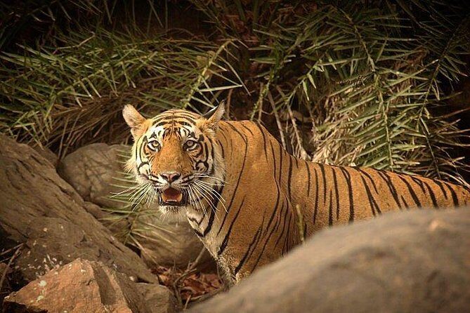 2-Days Private Ranthambhore Tiger Tour from Jaipur - Key Points