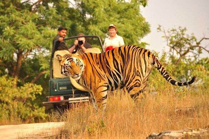 2-Days Private Ranthambhore Tiger Tour from Jaipur - The Price and Value