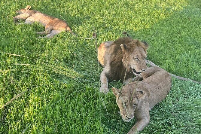 2 days private safari to Mikumi N park from Zanzibar or Dsm - Discover the 2-Day Private Safari to Mikumi National Park from Dar es Salaam or Zanzibar