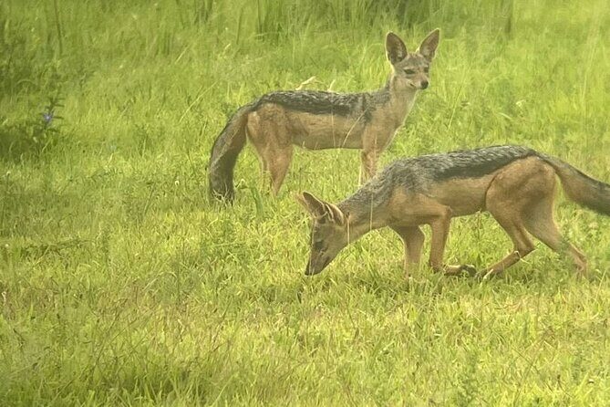 2 days private safari to Mikumi N park from Zanzibar or Dsm - Unpacking the Experience: What to Expect