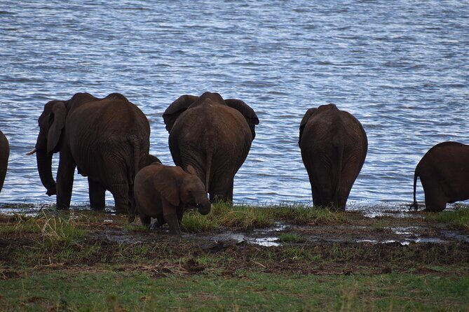 2-Days Private The Ultimate Tanzania Safari Tour - An In-Depth Look at the Itinerary