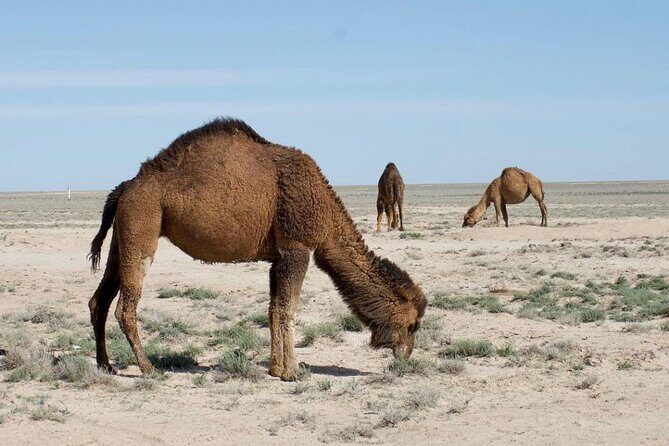 2 Days Private Tour To Aral Sea from Nukus. - An In-Depth Look at the 2-Day Private Tour