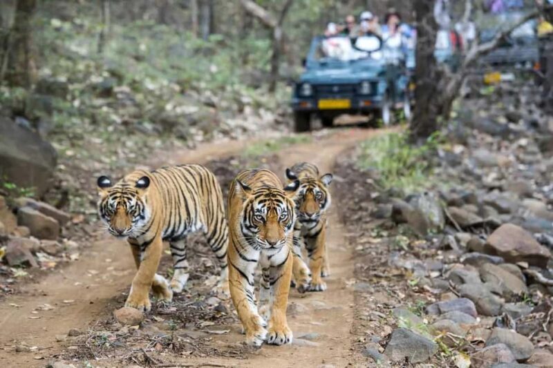 2 Days Ranthambore National Park Tour From Delhi By Train - Introduction: A Well-Rounded Wildlife Escape