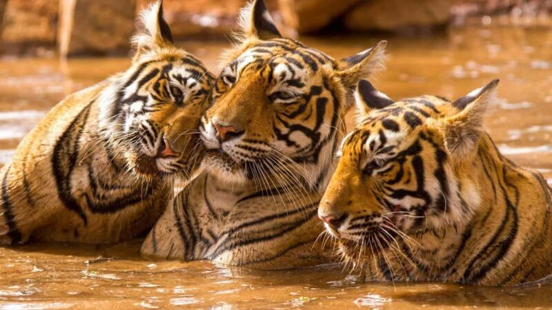 2 Days Ranthambore National Park Tour From Delhi By Train - The Transport and Accommodation Experience