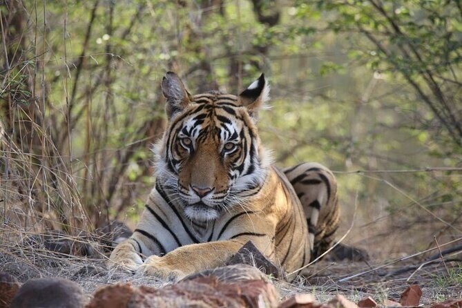2 Days Ranthambore Wildlife Private Tour from Jaipur - Key Points