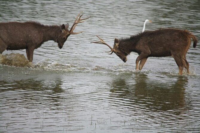2 Days Ranthambore Wildlife Private Tour from Jaipur - Analyzing the Value