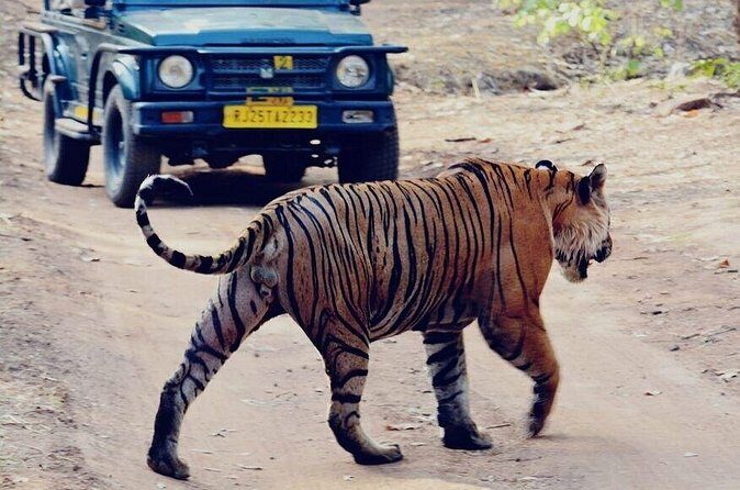 2 Days Ranthambore Wildlife Private Tour from Jaipur - Who Would Appreciate This Tour?