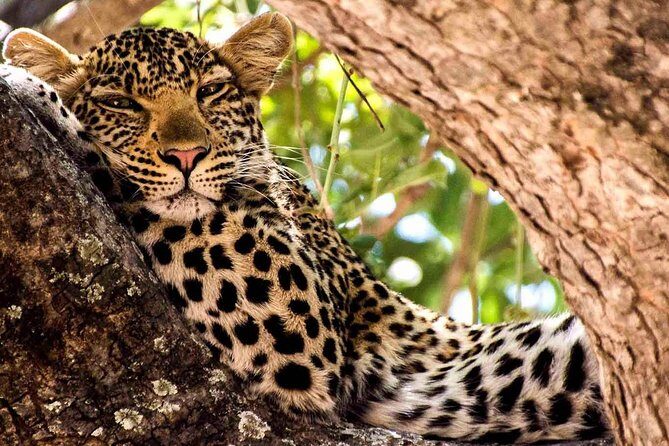 2 Days Ruaha National park - FAQs