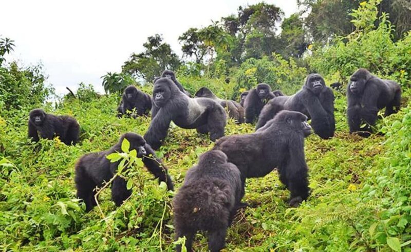 2 Days Rwanda Gorilla safaris and culture tour experience. - Key Points
