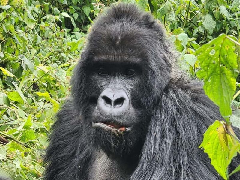 2 Days Rwanda Gorilla safaris and culture tour experience. - A Practical Look at the 2-Day Rwanda Gorilla and Culture Tour