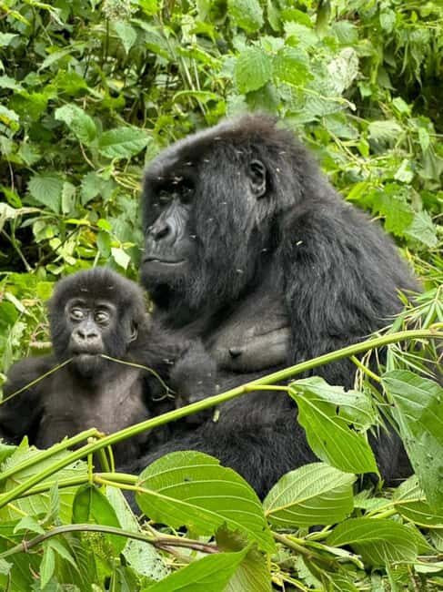 2 Days Rwanda Gorilla safaris and culture tour experience. - Who Is This Tour Best For?