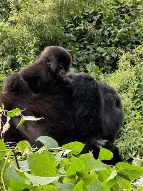 2 Days Rwanda Gorilla safaris and culture tour experience. - Final Thoughts