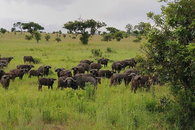 2 Days Saadani National Park From Zanzibar - Key Points