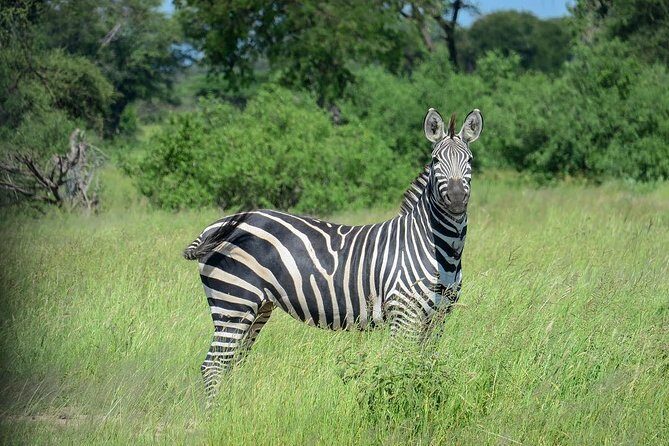 2 Days Saadani National Park From Zanzibar - An Introduction to the Saadani Safari Experience