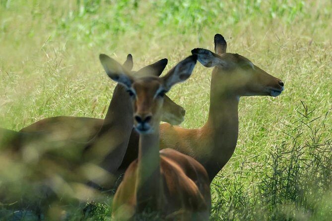 2 Days Saadani National Park From Zanzibar - Authenticity and Value