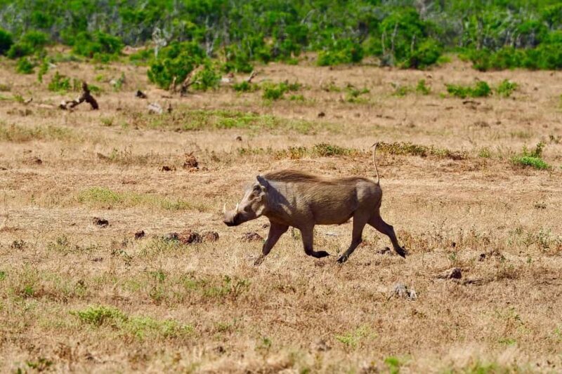 2-Days safari adventure from Zanzibar to Nyerere by flight - The Itinerary: What to Expect from Start to Finish