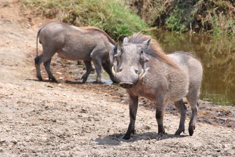 2-Days safari adventure from Zanzibar to Nyerere by flight - Analyzing the Value: What Makes This Tour Stand Out?