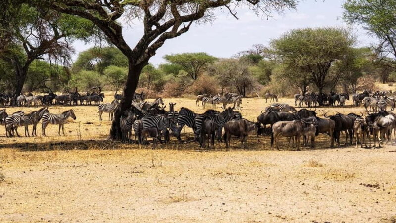 2-Days safari adventure from Zanzibar to Nyerere by flight - Who Is This Safari Best For?