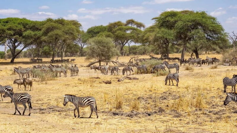 2-days safari adventure to Nyerere from Zanzibar by flight - What you can expect from this safari
