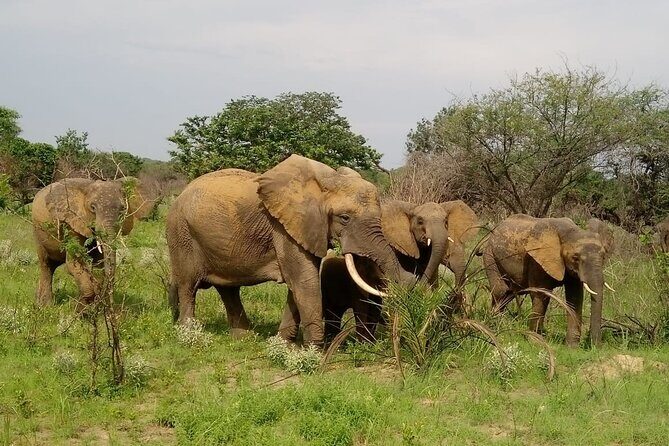 2 Days Safari in Maputo National Park - Day 1: Into the Heart of Maputo Special Reserve and Beachside Relaxation