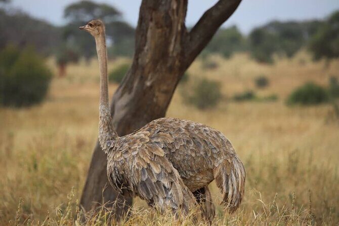 2 Days Safari in Tarangire and Ngorongoro Crater - Key Points