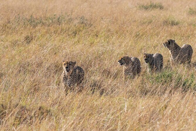 2 Days safari of Masai Mara - The Itinerary Breakdown: What to Expect
