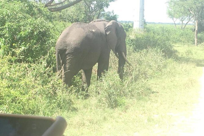 2 Days Safari To Queen Elizabeth National Park with Cruise - Introduction: Why This Tour Stands Out