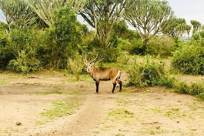 2 Days Safari To Queen Elizabeth National Park with Cruise - The Real Value of This Tour