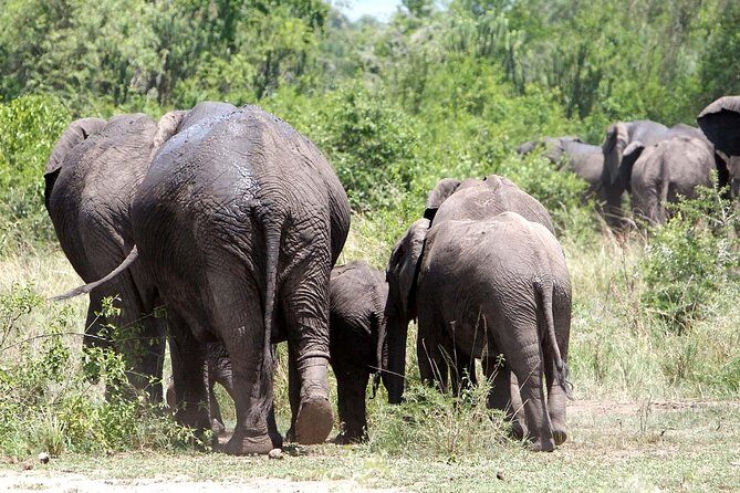 2 Days Safari To Queen Elizabeth National Park with Cruise - FAQ