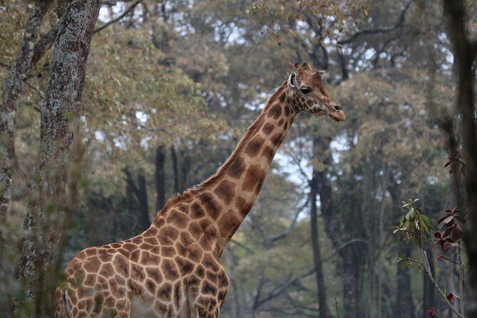 2 Days Safari to Tarangire & Lake Manyara - Exploring the Itinerary: What You Can Expect