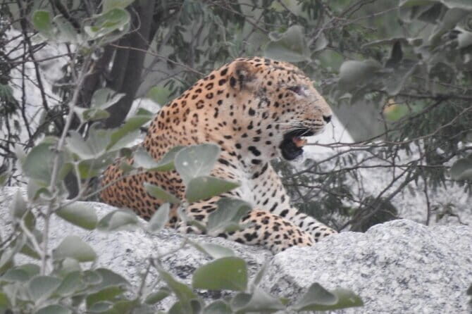 2 Days Safari Tour in Jawai and Jodphur - Key Points