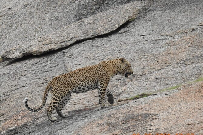 2 Days Safari Tour in Jawai and Jodphur - A Deep Dive into the Tour Experience