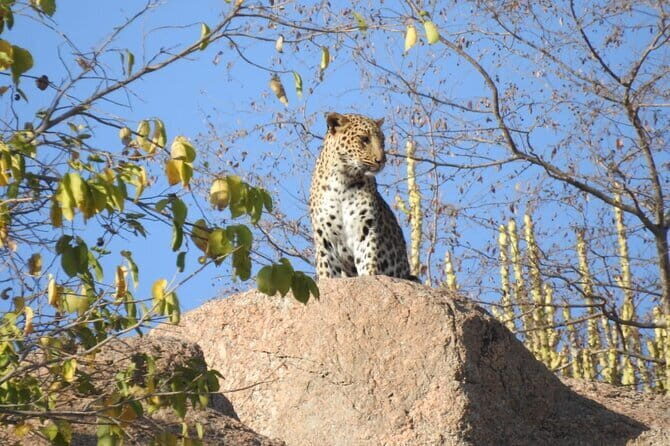 2 Days Safari Tour in Jawai and Jodphur - Practical Tips for Travelers