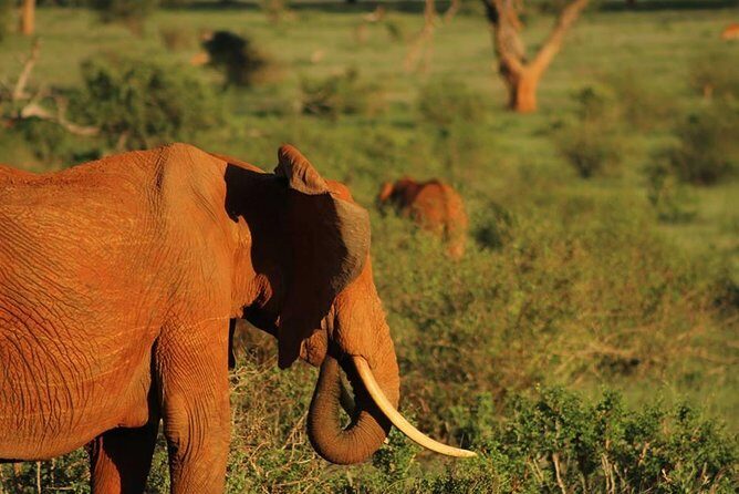 2 Days Safari Tsavo East - What to Expect from the 2 Days Safari Tsavo East
