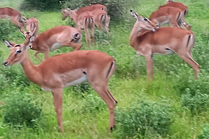 2 Days Safari Tsavo East - Frequently Asked Questions
