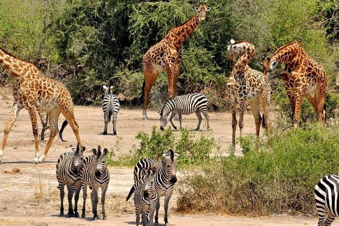 2 Days Selous Game Reserve Safari from Zanzibar or Dar es salaam - The Sum Up: Is This Safari Worth It?