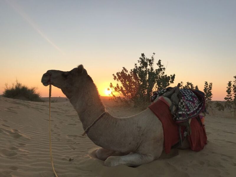 2 Days Sharing Group Non Touristic Camel & Desert Safari - FAQ: Your Practical Questions Answered