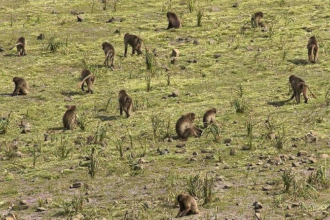2 Days Simien Mountains Trekking - Authentic Perspectives from Past Travelers