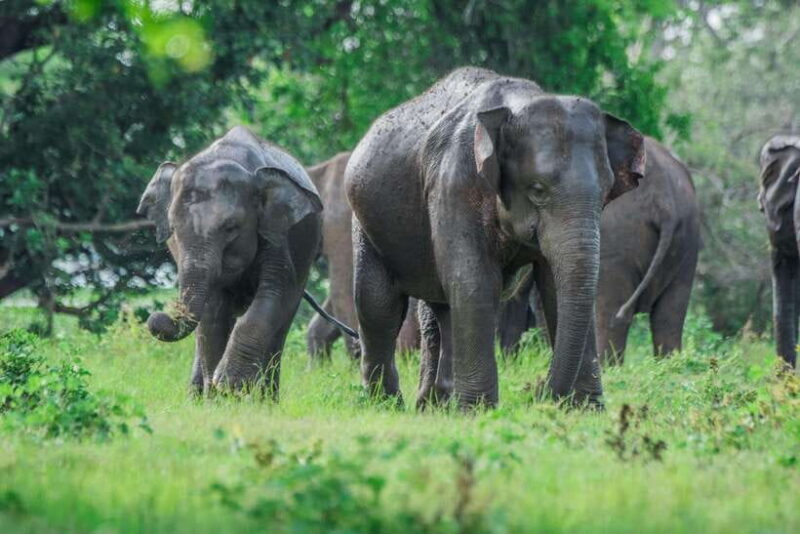 2 days Sri Lanka: All-inclusive tour to Ella and Yala with 4-star hotel - Who Will Love This Tour?