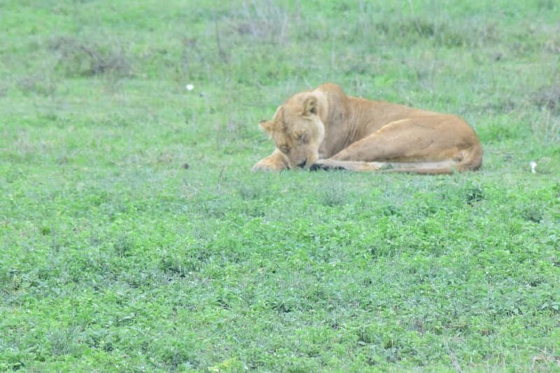 2 Days Tanzania Budget Group Joining Safari - Key Points