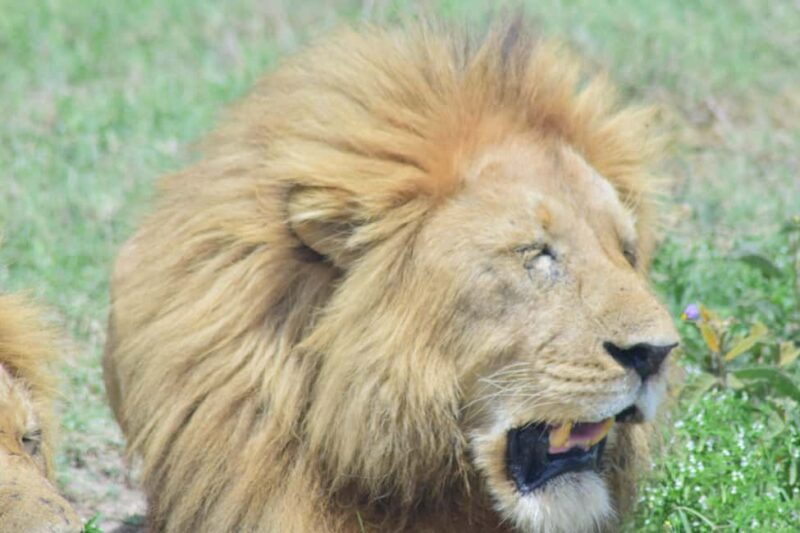 2 Days Tanzania Budget Group Joining Safari - An Overview of the Safari Experience