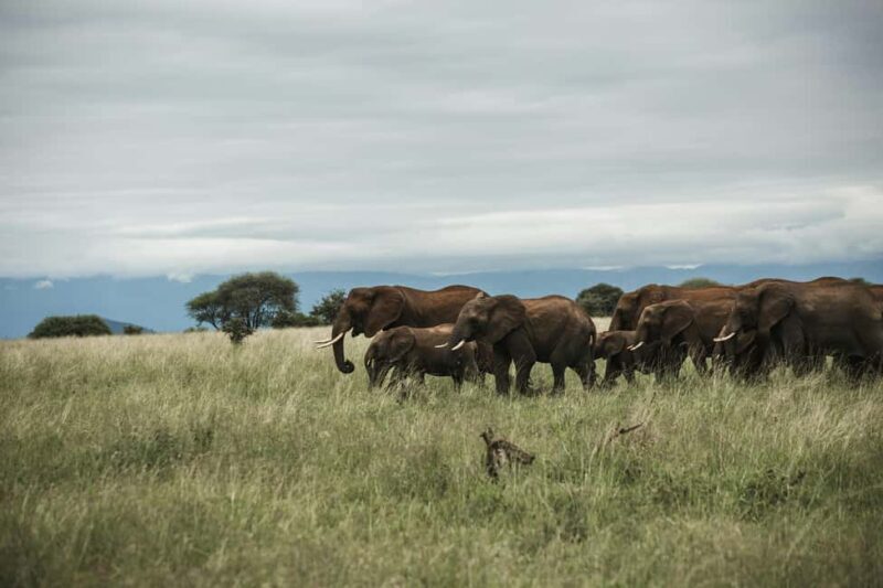 2 Days Tanzania Camping Safari - Exploring the 2 Days Tanzania Camping Safari: An Authentic Wildlife Experience
