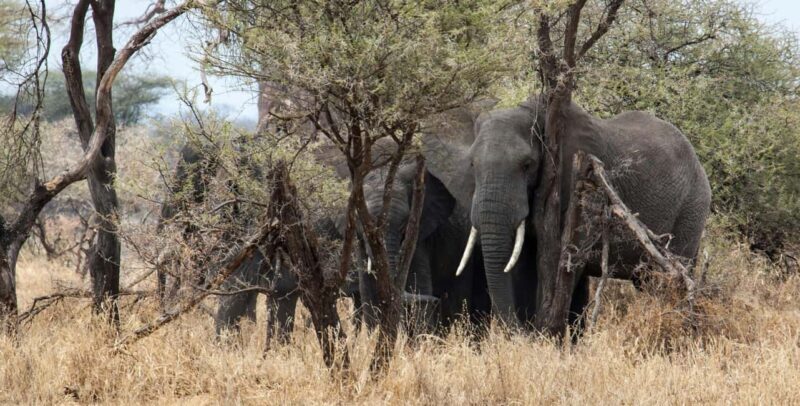 2 Days Tanzania Camping Safari - Key Points