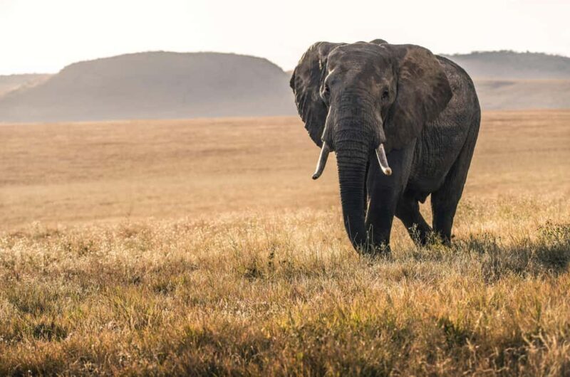 2 Days Tanzania Camping Safari - FAQ